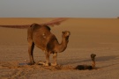 Camel And Newborn And Afterbirth, Nice!